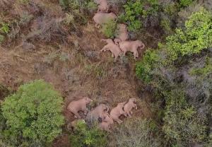 Turma de elefanți care umblă prin China de un an s-a oprit pentru un pui de somn. Călătoria animalelor a captivat oamenii din întreaga lume