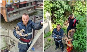Trei căței, blocați sub un podeț lung de 10m, au fost salvați de Vali și Cristi, doi pompieri din Timiș