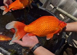 Avertisment lansat de autorități după apariția unor pești aurii gigant în SUA. ”Nu-i mai aruncați în lacuri”