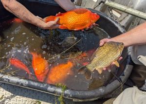 Avertisment lansat de autorități după apariția unor pești aurii gigant în SUA. ”Nu-i mai aruncați în lacuri”