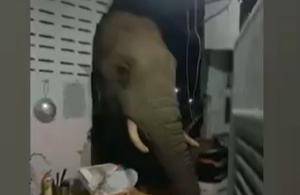 Un elefant înfometat a spart zidul unei case şi a înfulecat o pungă cu orez, sub privirile speriate ale proprietarilor, în Thailanda