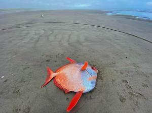 Descoperire rară pe o plajă din SUA. Un uriaș pește lună, care trăiește adânc în ocean, a fost adus de valuri la țărm
