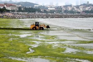 Portul chinezesc Qingdao, invadat de alge. Plaja s-a transformat într-un "verde infinit"
