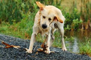 Bărbat agăţat în vegetaţia de pe marginea unui râu din Bistriţa-Năsăud, salvat după ce câinele a lătrat pentru a semnala locul în care se afla stăpânul său