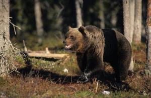 Statul trebuie să plătească 15.000 de euro unui român atacat de urs. Premiera a fost anunțată de Ministrul Mediului