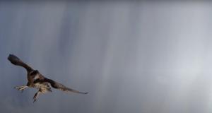 GALERIE FOTO | Un şoim atacă o dronă la 700 de metri altitudine: o doborât-o la pământ cu ghearele