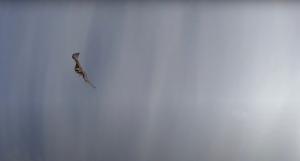 GALERIE FOTO | Un şoim atacă o dronă la 700 de metri altitudine: o doborât-o la pământ cu ghearele