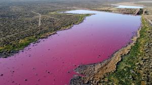 Apa unui lac din Patagonia a devenit roz peste noapte din cauza poluării. Autoritățile susțin că nu e niciun pericol