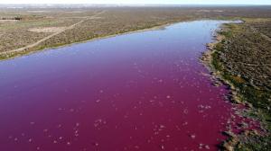 Apa unui lac din Patagonia a devenit roz peste noapte din cauza poluării. Autoritățile susțin că nu e niciun pericol