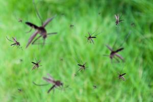 De ce unele persoane sunt mai predispuse la muşcăturile de ţânţari