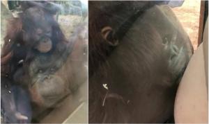 Un pui de urangutan ''a sărutat'' burtica unei gravide prin geamul de la ZOO, în UK: ''Am fost copleșită'' - VIDEO