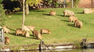 Un oraş din Argentina, terorizat de rozătoare. Simpaticele Capybara au provocat mai multe accidente rutiere