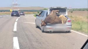 Imagine bizară surprinsă pe DN72: un şofer a înghesuit o vacă şi un berbec în portbagajul maşinii