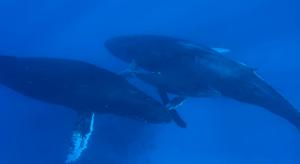Balenele albastre au revenit în Oceanul Atlantic după mai bine de 40 de ani. Care ar fi posibila explicaţie - VIDEO