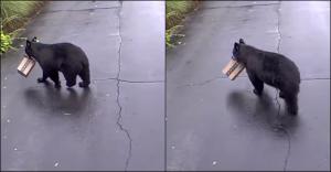 VIDEO. Un urs a fost surprins în timp ce fura un colet care conţinea role de hârtie igienică, din faţa unei casei, în SUA