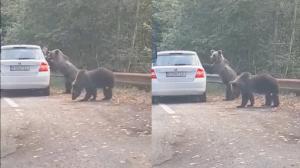 Un turist a vrut să fotografieze urşii de pe marginea drumului, pe Transfăgărăşan. Unul dintre animale a sărit pe portiera maşinii - VIDEO