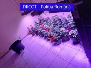 Peste 200 de plante de cannabis, ridicate de procurorii DIICOT după percheziții de amploare în Prahova, Mehedinți și Timiș