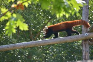 Singurii urși panda roșii din România au devenit părinți. Imagini cu cei mai răsfățați pui de la Zoo Brașov