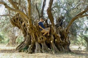 Un măslin vechi de 2500 de ani, simbol al Insulei Evia, a fost mistuit de flăcări în incendiile care devastează Grecia