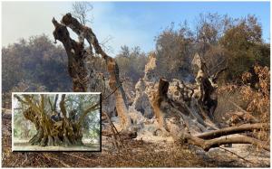 Un măslin vechi de 2500 de ani, simbol al Insulei Evia, a fost mistuit de flăcări în incendiile care devastează Grecia