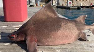 Corp de rechin şi capul asemănător cu al unui porc: Un peşte bizar, pe cale de dispariţie, a fost descoperit de un grup de marinari italieni - GALERIE FOTO