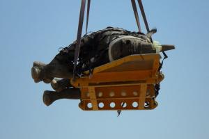 Experiment inedit, premiat la Ig Nobel 2021: rinoceri transportaţi cu capul în jos, atârnaţi de elicoptere