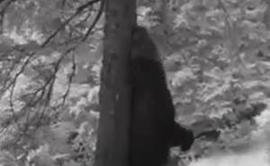 Imagini inedite cu un urs, în Piatra Craiului. Animalul a fost ocupat să-şi scarpine de zor spinarea, frecându-se de un copac