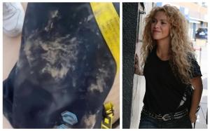 Shakira, atacată de doi porci mistreți într-un parc din Barcelona. ”Mi-au smuls geanta cu tot cu telefon. Au distrus tot!”