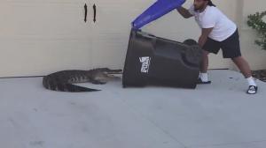 Aligator capturat într-un tomberon. Lupta unui fost militar din Florida pentru a-şi salva vecinii din colţii reptilei