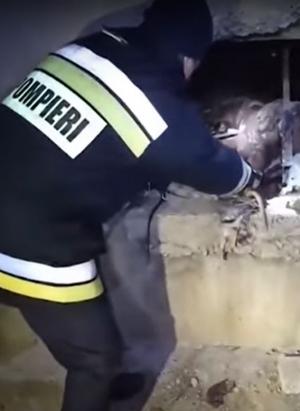 Invazie de şerpi la o grădiniţă din Moldova: Pompierii au scos 15 reptile din subsol