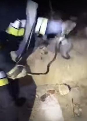 Invazie de şerpi la o grădiniţă din Moldova: Pompierii au scos 15 reptile din subsol