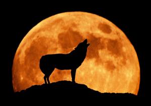 Luna Lupului şi-a făcut loc pe cer, noaptea trecută. Ce semnifică în tradiţia populară