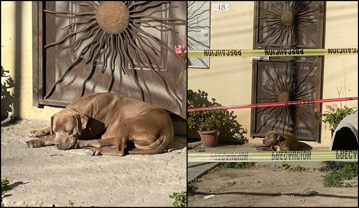 Imagini sfâşietoare: Câinele unei jurnaliste ucise în Mexic stă la uşă în aşteptarea stăpânei sale