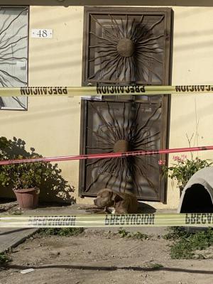 Imagini sfâşietoare: Câinele unei jurnaliste ucise în Mexic stă la uşă în aşteptarea stăpânei sale