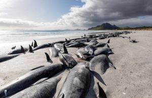 500 de balene-pilot au murit după ce au eşuat în Noua Zeelandă. De ce nu au putut fi salvate