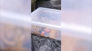 Un bărbat din Oradea a dat peste trei pitoni în tomberon când își arunca gunoiul. Două dintre reptile erau vii