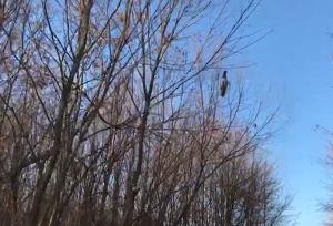 „Nu am văzut aşa ceva în viaţa mea”! Scene demne de un film de groază într-o pădure din Botoşani. Zeci de leşuri de păsări atârnate în copaci