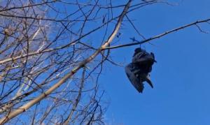 „Nu am văzut aşa ceva în viaţa mea”! Scene demne de un film de groază într-o pădure din Botoşani. Zeci de leşuri de păsări atârnate în copaci