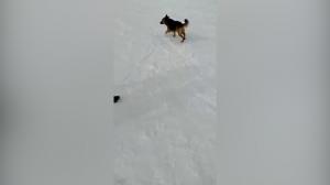 "Extraordinar!" Thorr, câinele care a devenit atracţia staţiunii Straja. Se dă în vânt după schiat