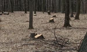 Sute de copaci tăiaţi şi munţi de gunoaie într-o pădure din Bacău: "Hoţii de lemne taie arbori sănătoşi şi acoperă cioturile cu frunze şi pământ"