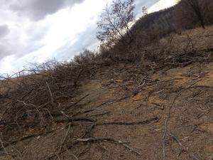 Sute de copaci tăiaţi şi munţi de gunoaie într-o pădure din Bacău: "Hoţii de lemne taie arbori sănătoşi şi acoperă cioturile cu frunze şi pământ"