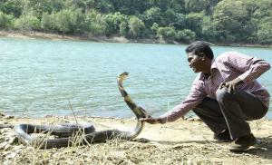 Momentul în care un bărbat din India este muşcat de o cobra regală. Martorii au filmat scenele, iar victima e în stare critică