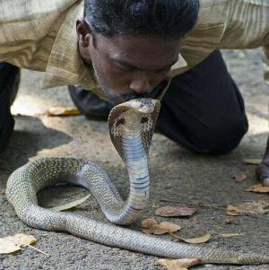 Momentul în care un bărbat din India este muşcat de o cobra regală. Martorii au filmat scenele, iar victima e în stare critică