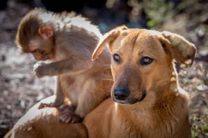 Prietenie neobișnuită între o cățelușă și un pui de maimuță. Cei doi sunt de nedespărțiți