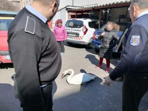 Lebede prinse în gheață, salvate de la moarte de scafandrii din Iași