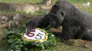 Zi de sărbătoare la Grădina Zoologică din Berlin. Cea mai bătrână gorilă din lume a împlinit 65 de ani