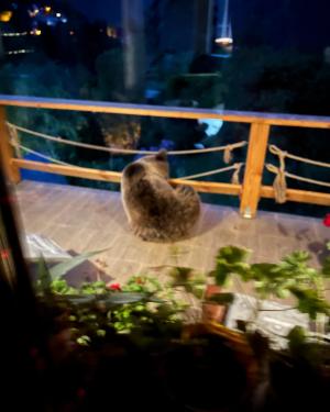 Managerul public din Sinaia s-a trezit pe terasa casei cu o ursoaică cu pui: "Nu-i de glumă! Senzația crește pulsul"