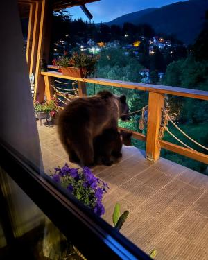 Managerul public din Sinaia s-a trezit pe terasa casei cu o ursoaică cu pui: "Nu-i de glumă! Senzația crește pulsul"