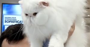 150 dintre cele mai graţioase şi mai frumoase pisici din întreaga lume şi-au dat concursul la Salonul Felin Internaţional Bucureşti