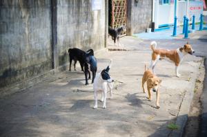 Parlamentarii AUR readuc în dezbatere eutanasierea câinilor fără stăpăn: Termen prelungit de la 14 zile la 180 de zile